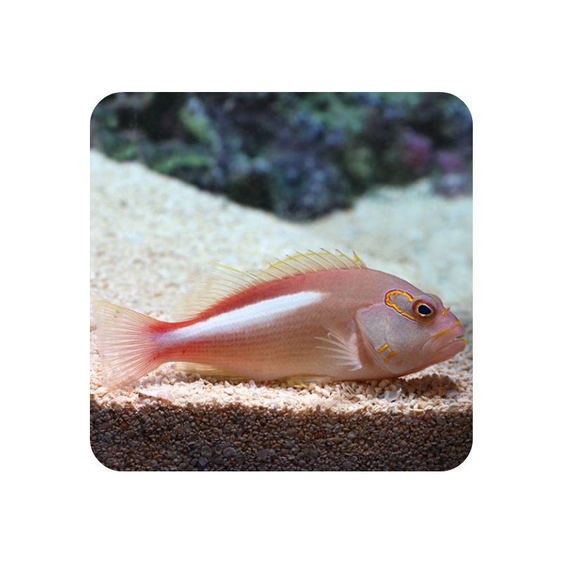 Arc Eye Hawkfish (Paracirrhitus arcuatus) 