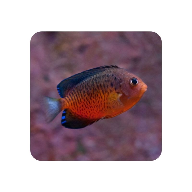 Rusty Angelfish (Centropyge ferrugata) 