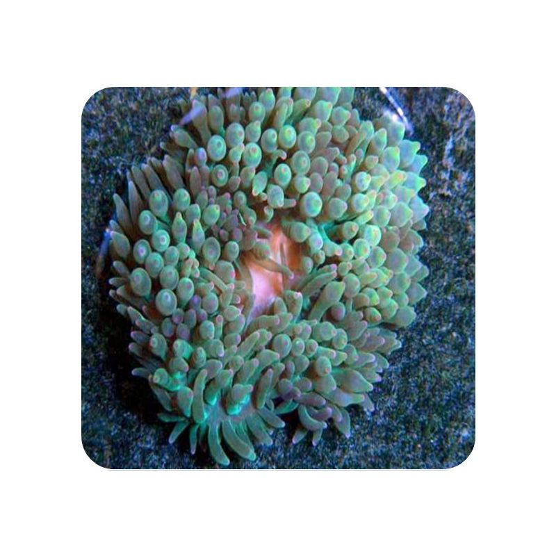 Anemona Bubble Green (Entacmaea quadricolor)