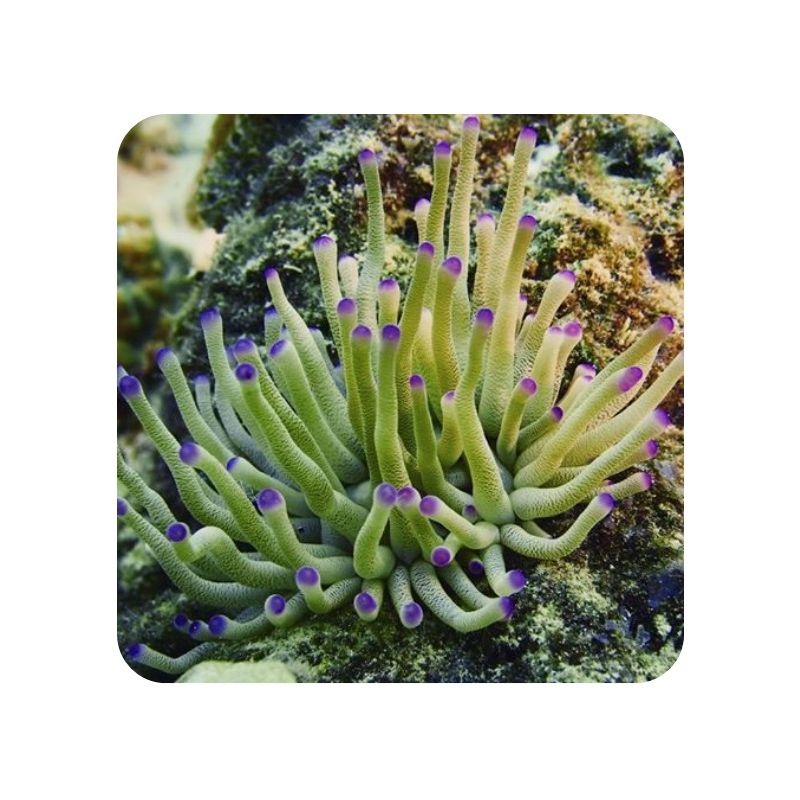 Anemona Passiflora Purple Tip