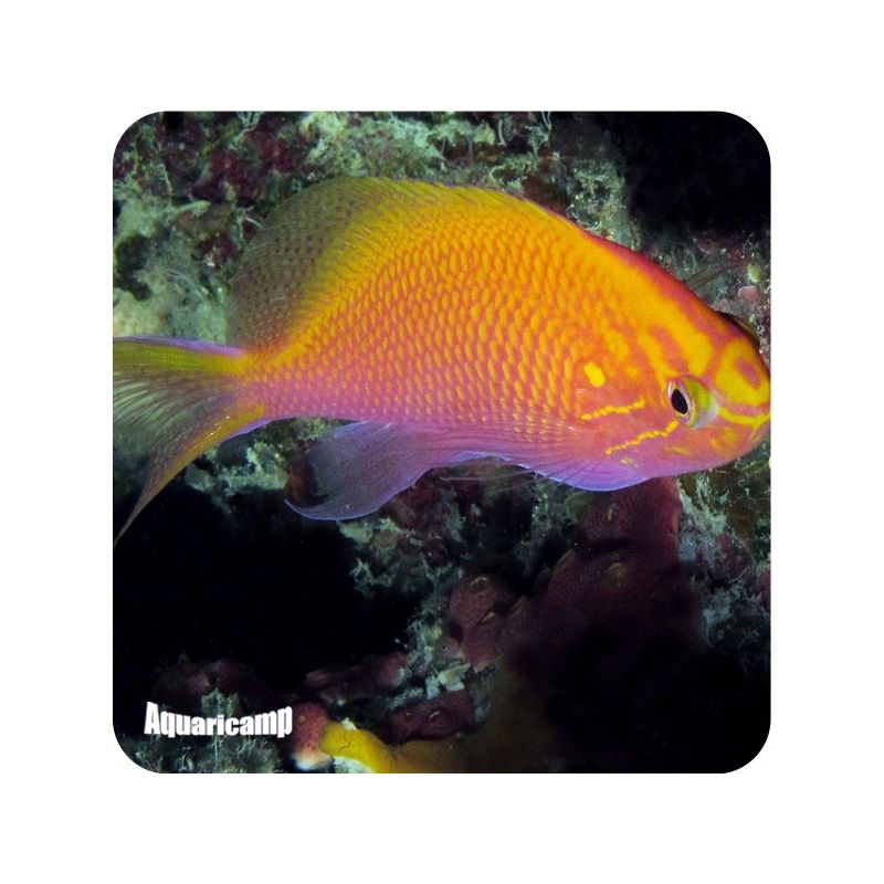 Anthias Sunburst (Serranocirrhitus Latus)