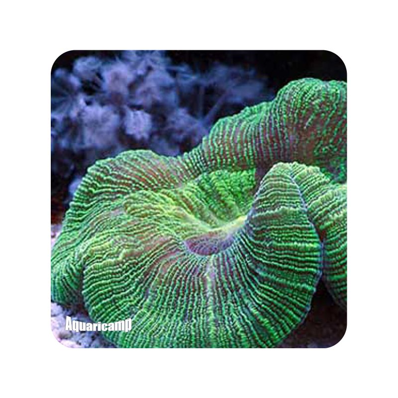 Bal Dome Bran Green ( Wellsophylla Radata )