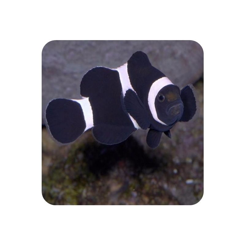 Ocellaris Black (Amphiprion ocellaris black)