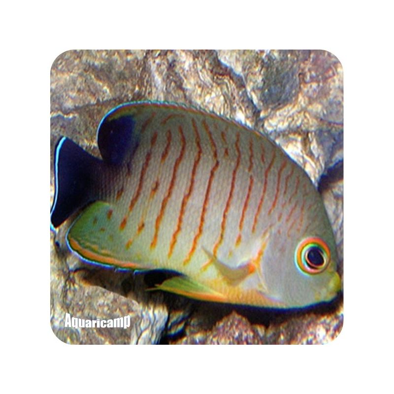 Centropygue eibli (Centropigue Eibli)