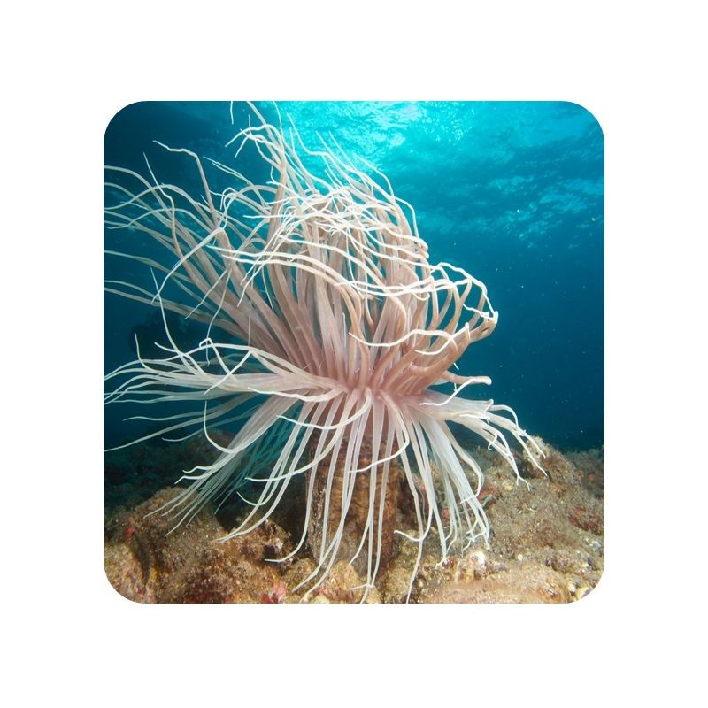 Cerianthus (Ceriathus sp.)