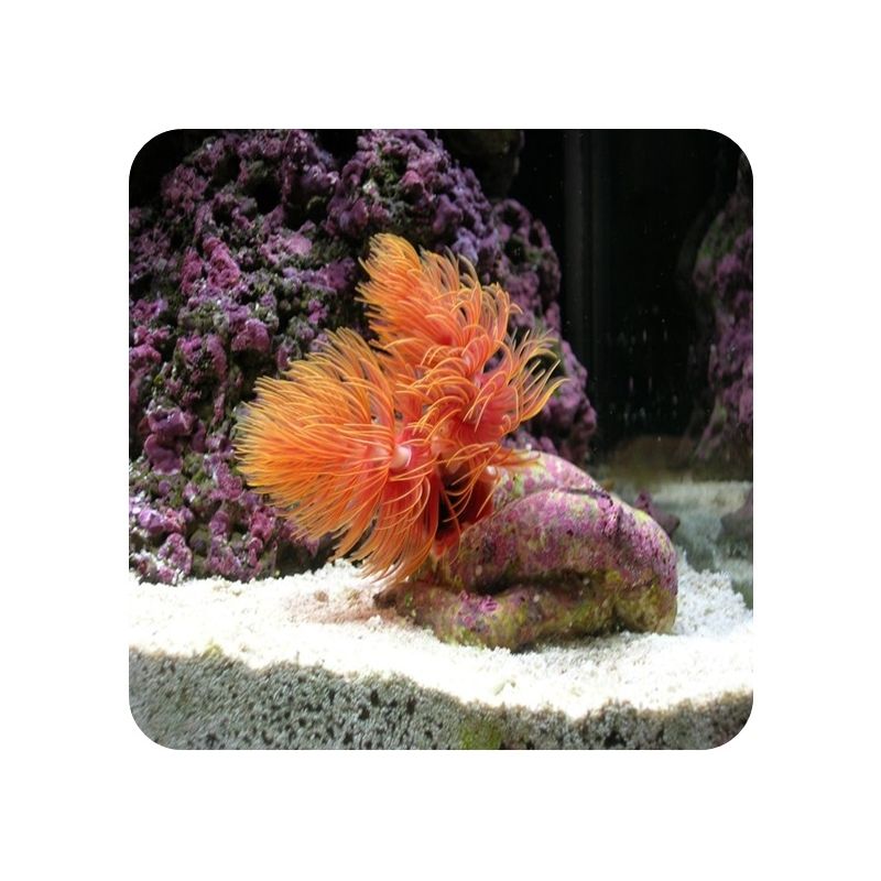 Coco Worm Orange 