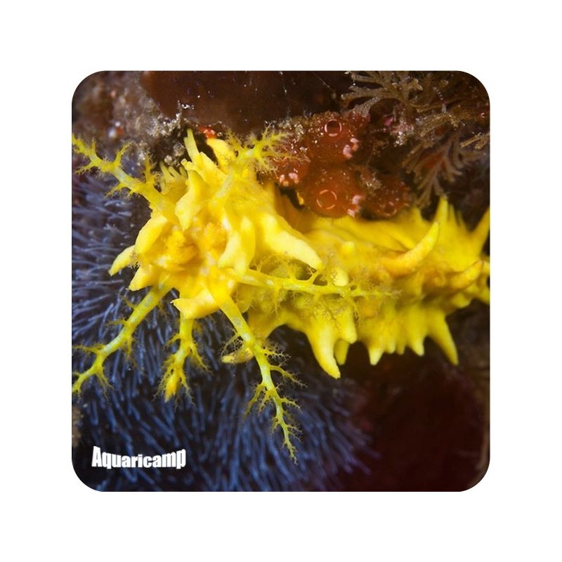 Cucumber yellow (Colochirus robustus)