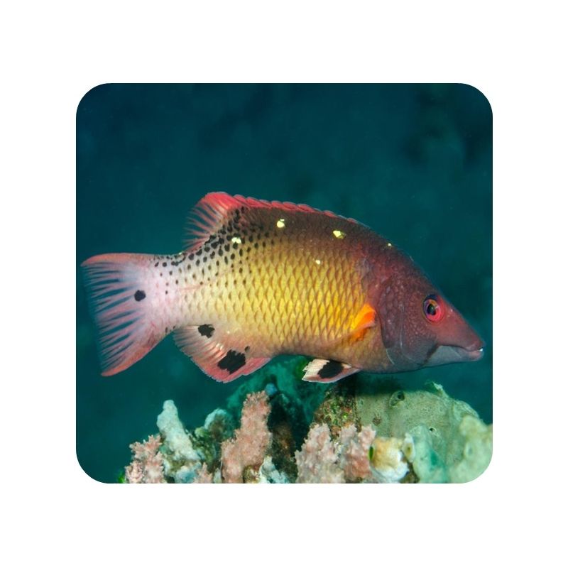 Diana Wrasse 