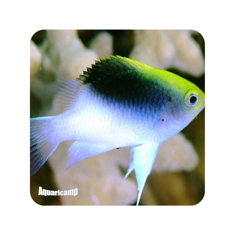 Fijji Yellow Head Damsel (Chrysiptera rollandi)