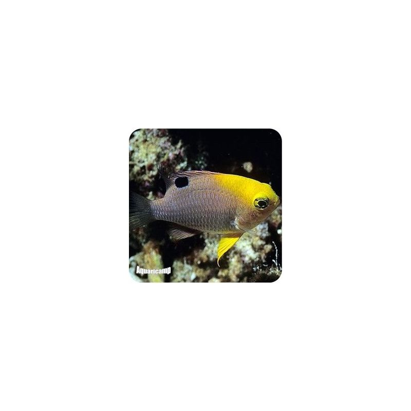 Donzela Rose Eye (Chrysiptera Talboti)