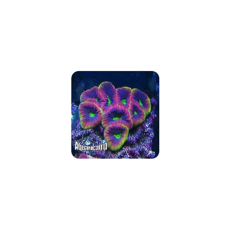 Favia Prism (Favia sp.)