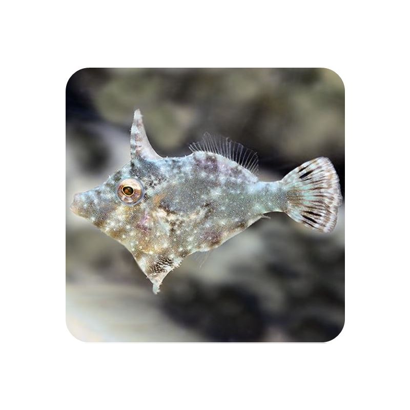 File Fish Seagrass (Acreichthys tomentosus)