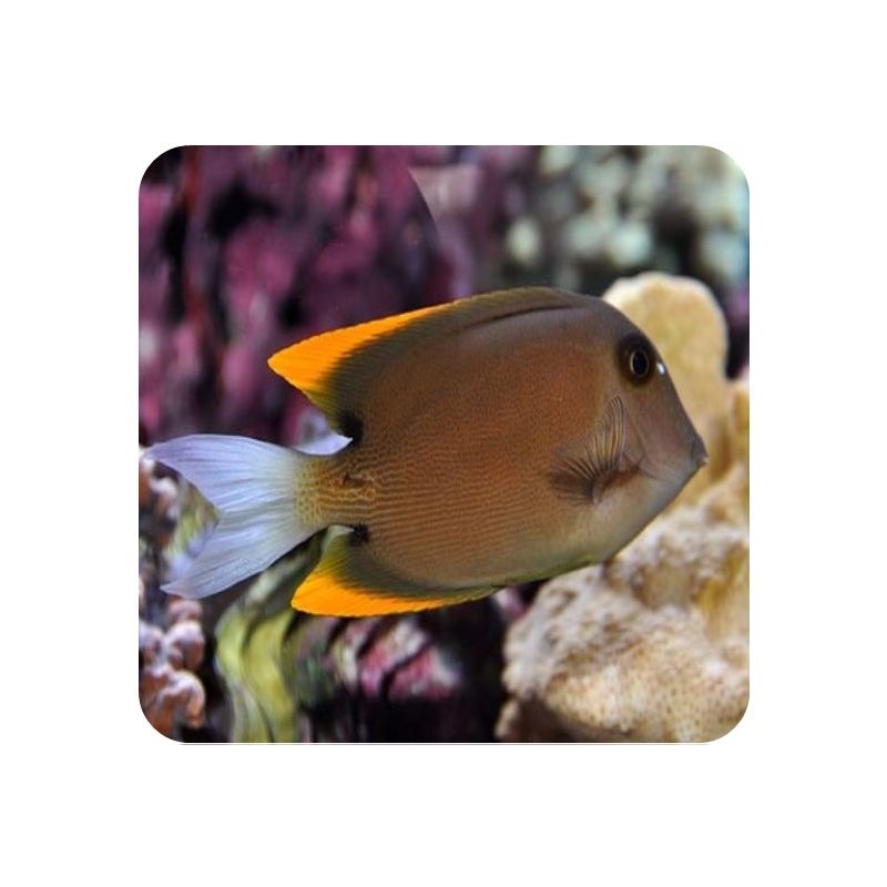 Flame Fin Tang (Ctenochaetus tominiensis) 