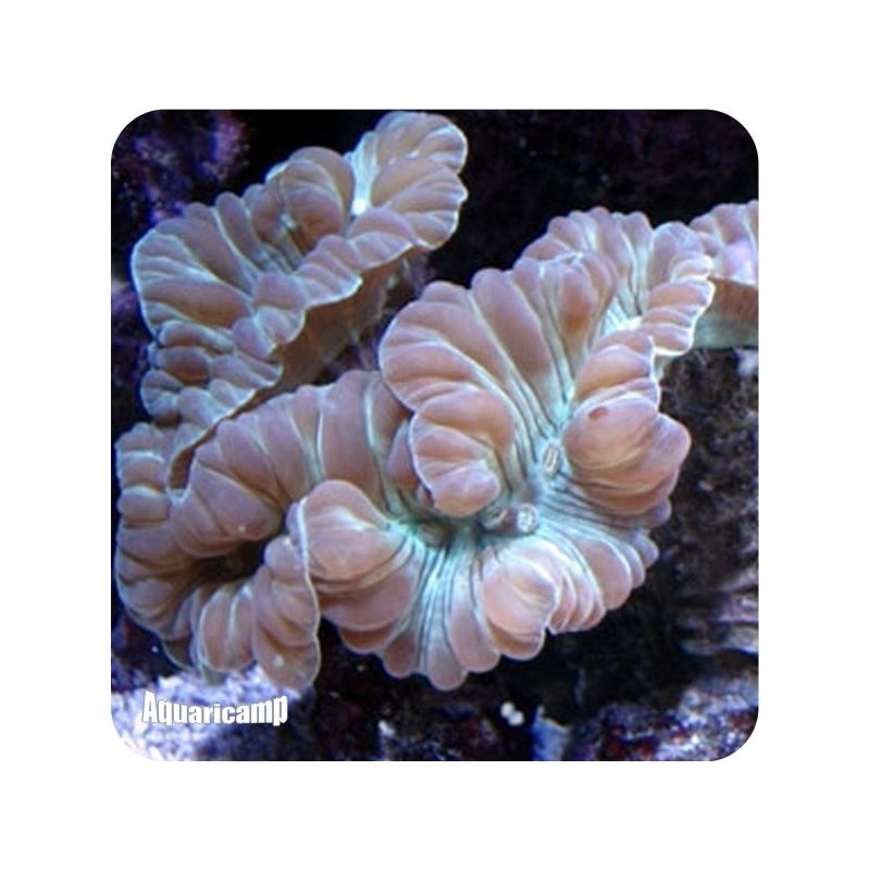 Fox Coral MD