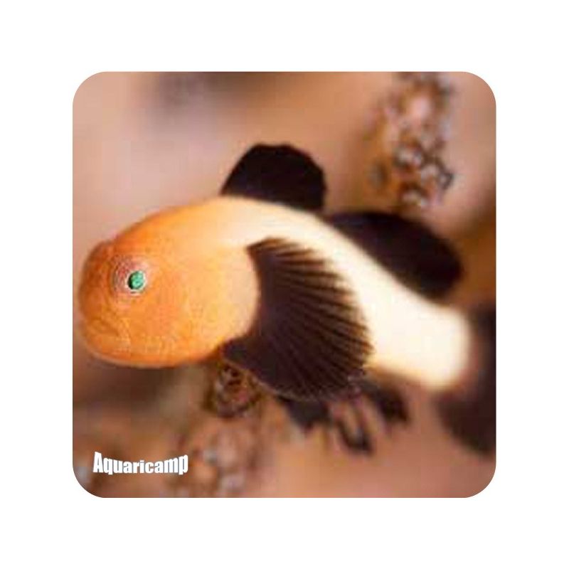 Gobie Panda ( Paragobius lacunicolus )