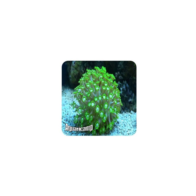 Goniopora Green (Goniopora sp.) 