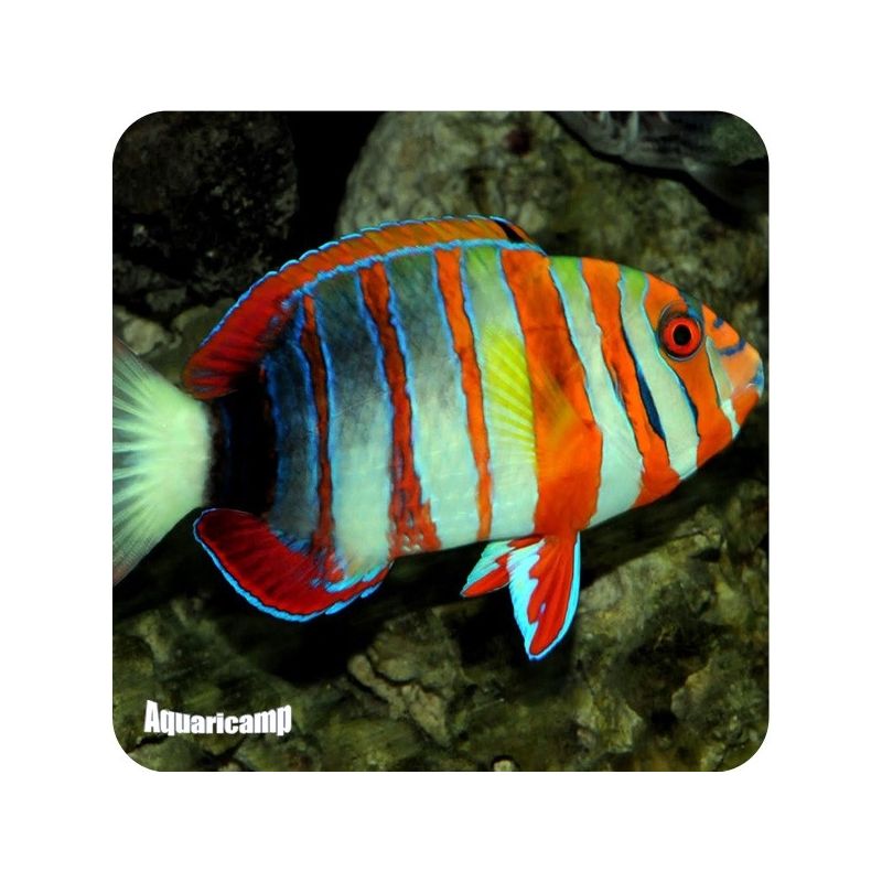 Wrasse Harlequim Tusk (Choerodon fasciatus)