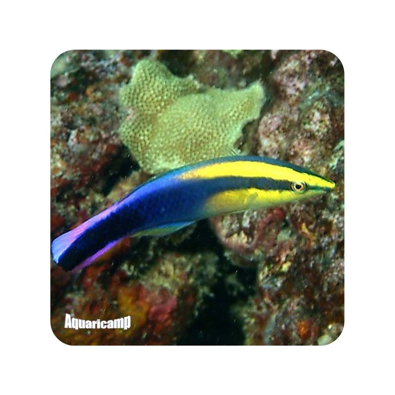 Labroide Cleaner Royal (Labroides phthirophagus )