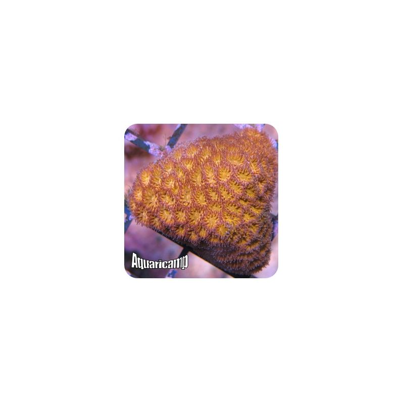 Leptastrea Laranja (Leptastrea sp.) 
