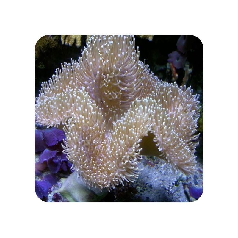 Leather Long Polyps (Sarcophyton sp.)