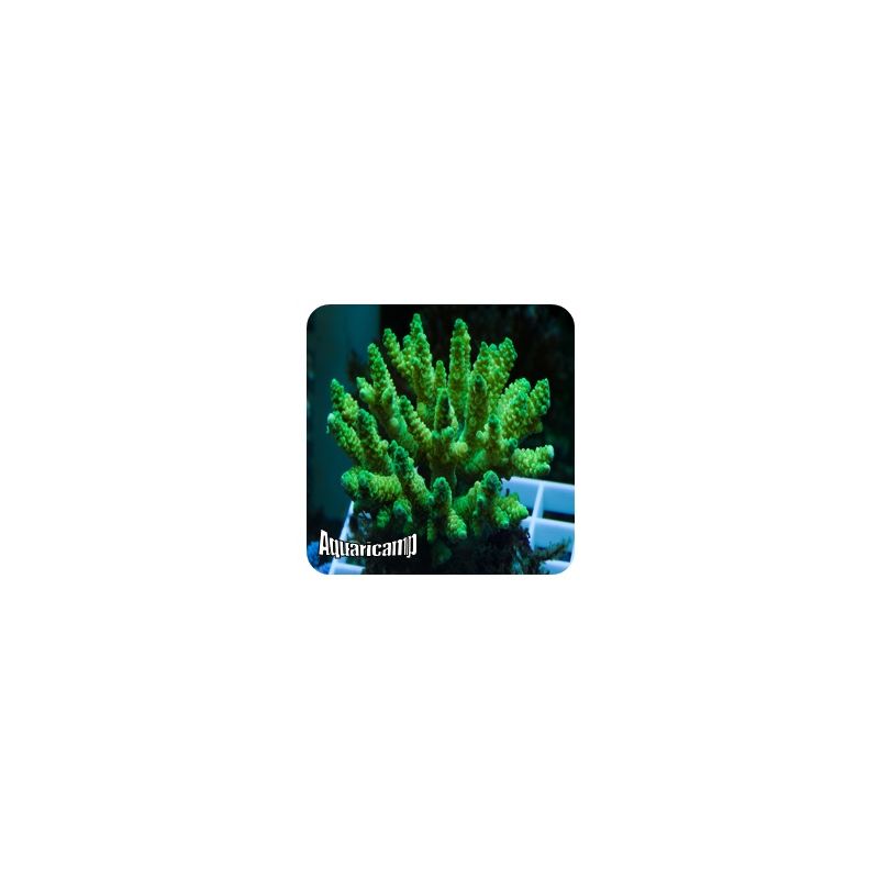 Millepora Green (Acropora millepora) 