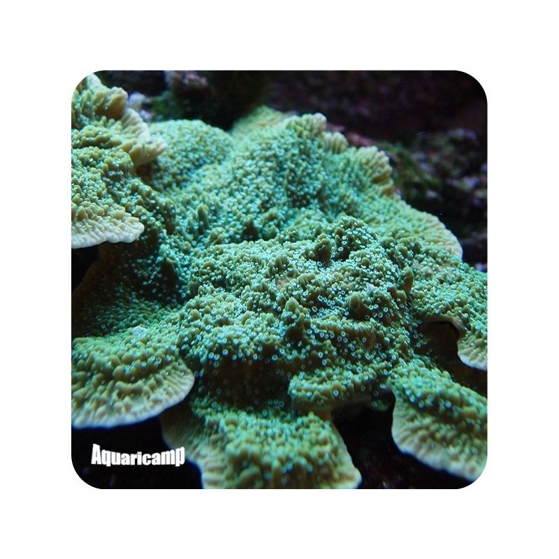 Montipora Green Blue Polyp (Montipora capricornis) 