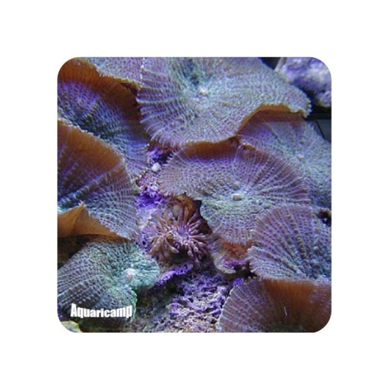Mushroom Brown (Actinodiscus sp.) 