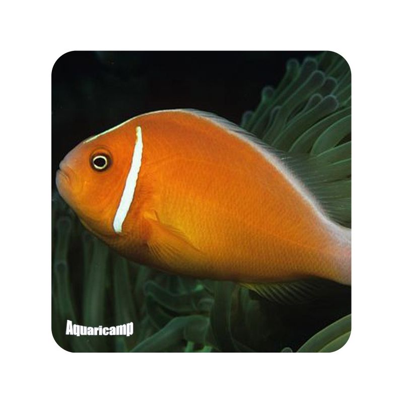 Orange Clown Fish