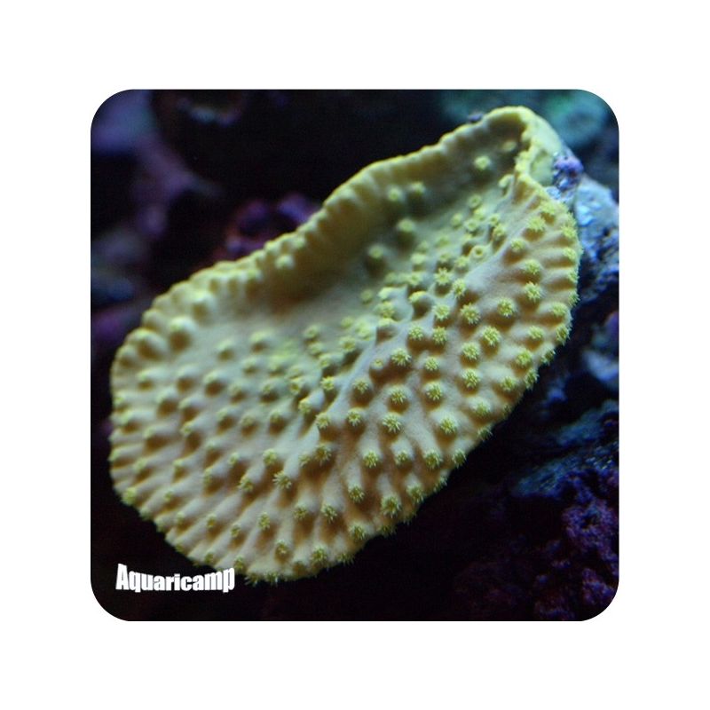 Pagoda Cup Yellow