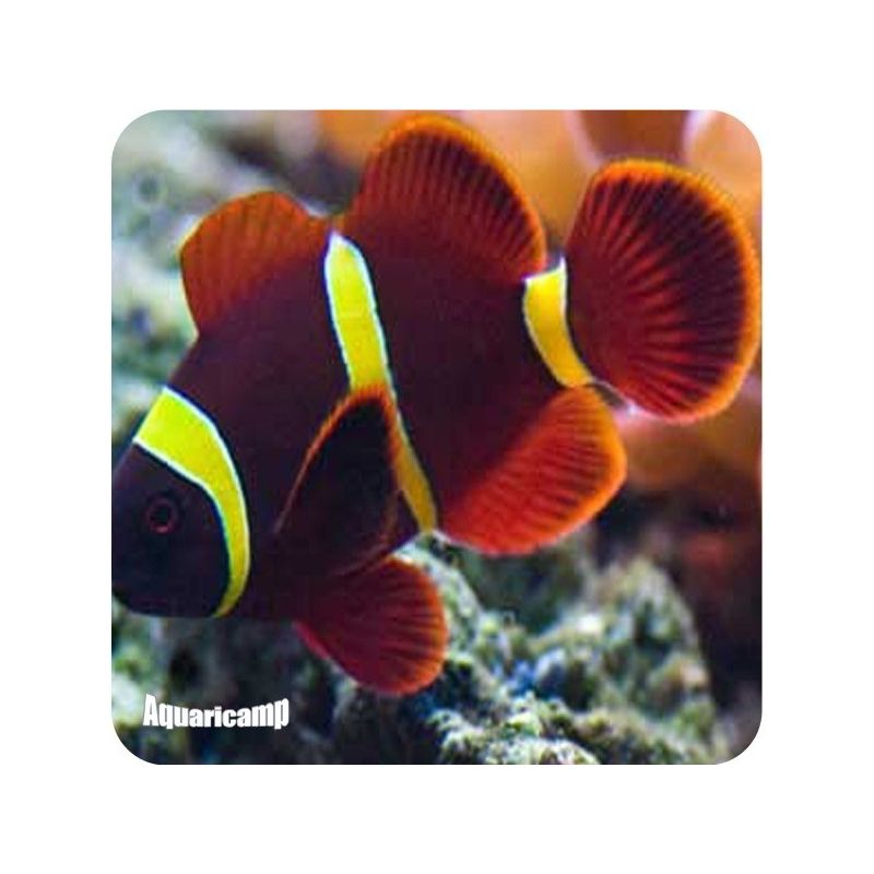 Palhaço Maroon gold PQ (Premnas biaculeatus)