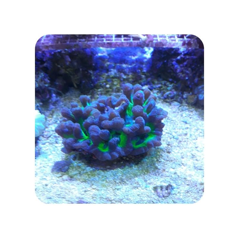 Pectinia Green