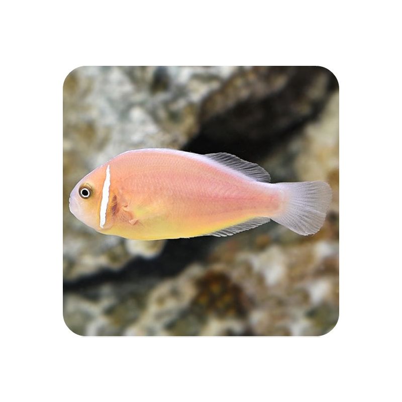 Clown Pink Skunk (Amphiprion Perideraion)