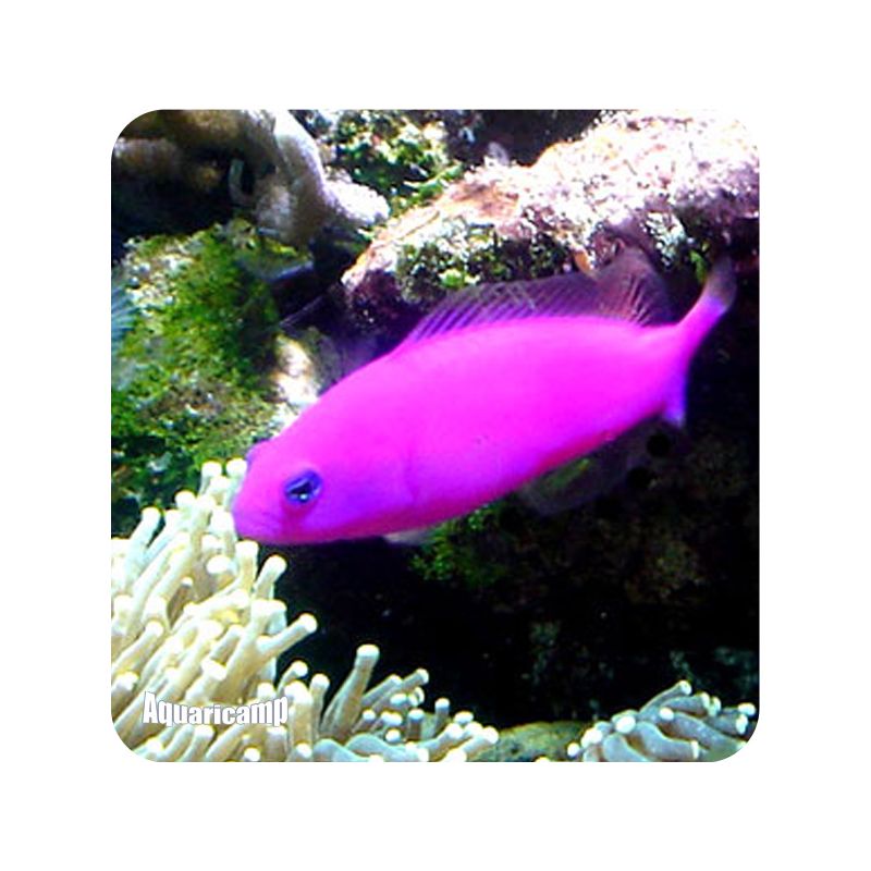 purple pseud