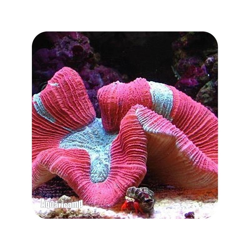 Open Brain Coral Red (Trachyphyllia geoffroyi) PQ