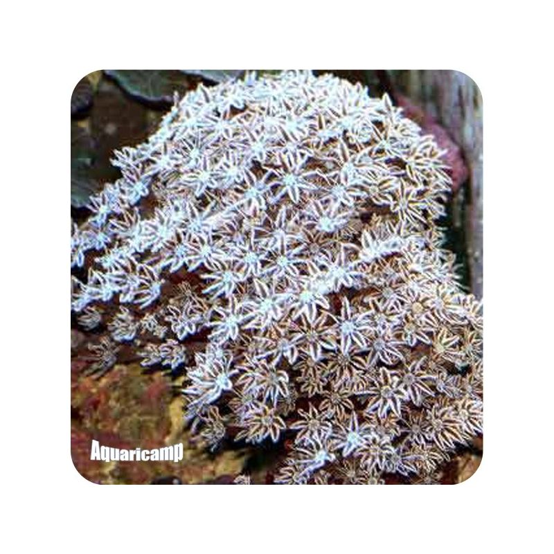 Red Organ Pipe ( Tubipora musica )