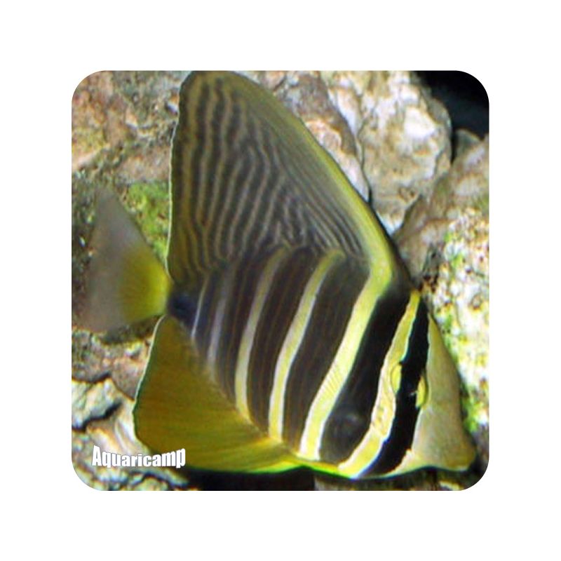 sailfing tang copia