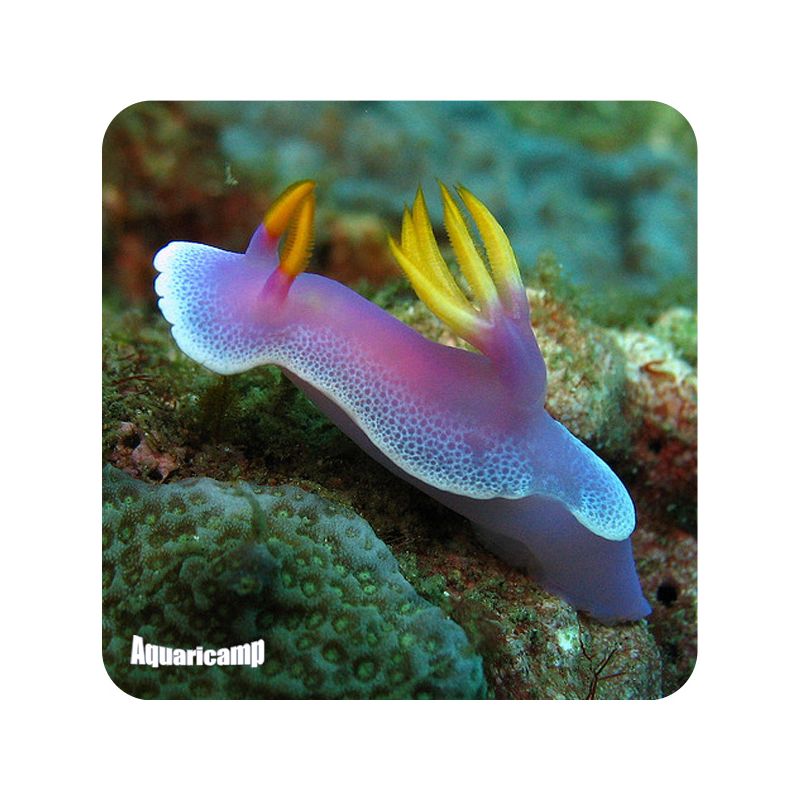 sea slug colored pronto