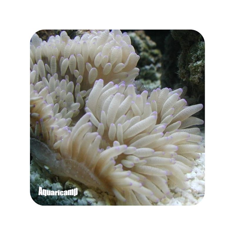 Anemona Sebae (Heteractis crispa)