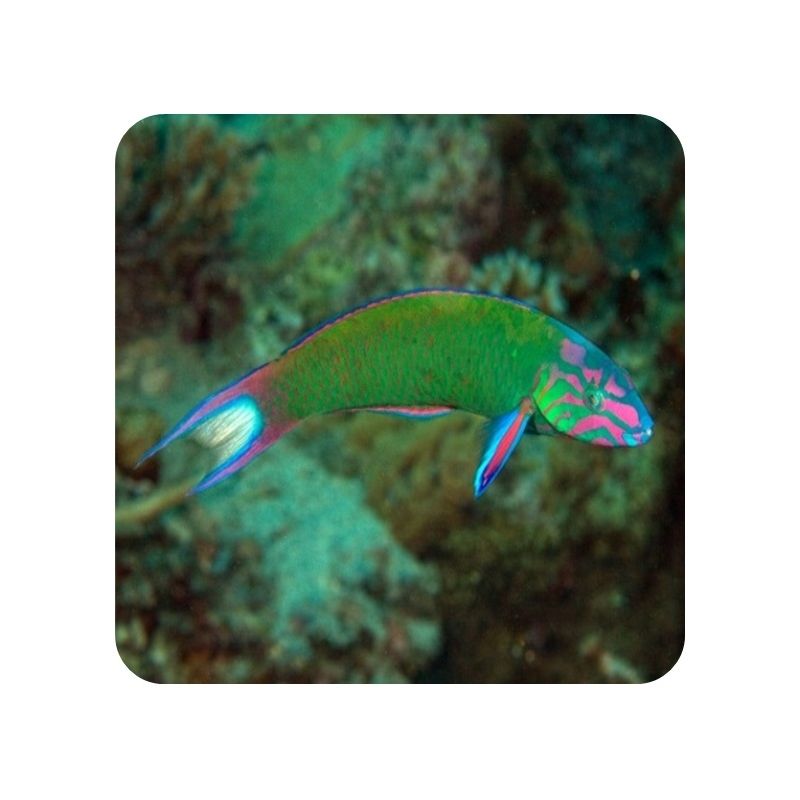 Thalassoma Lunare (Thalassoma lunare)