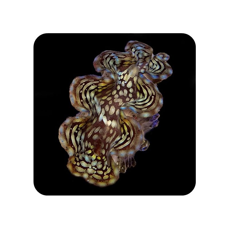 Tridacna Squamosa