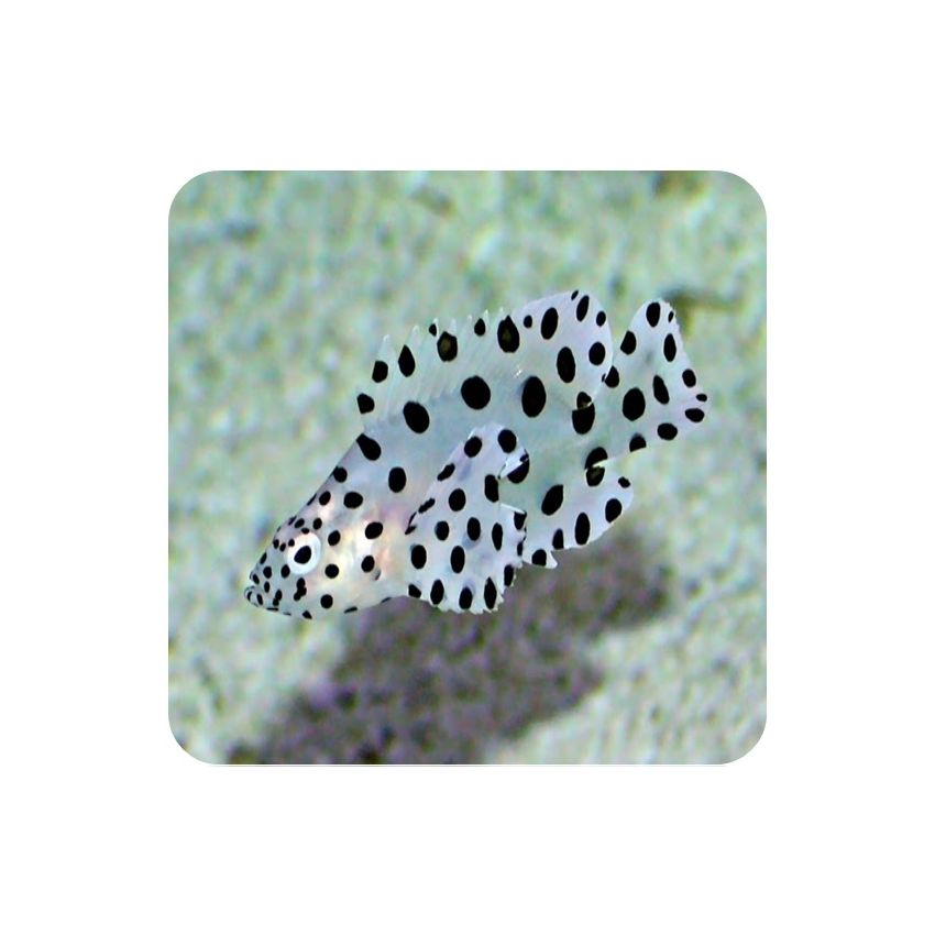 Panther Grouper (Cromileptes altivelis) 