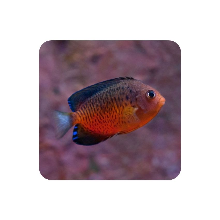 Rusty Angelfish (Centropyge ferrugata) 