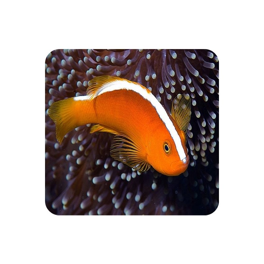 Palhaço Skunk Orange (Amphiprion perideraion) 