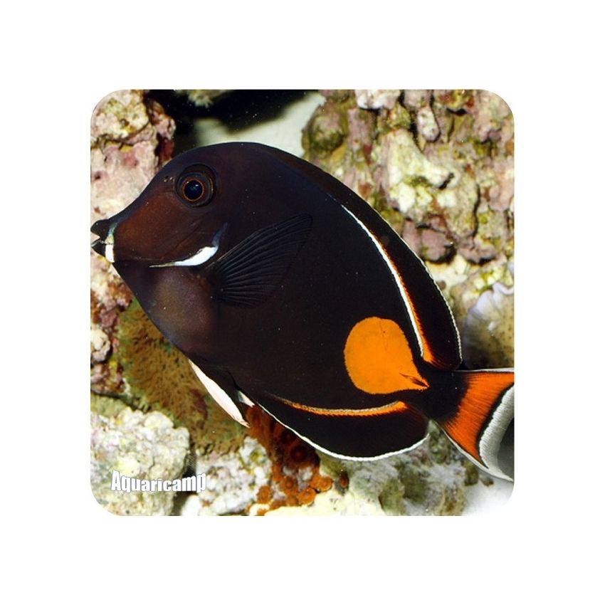 Achilles Tang MD (Acanthurus Achilles)