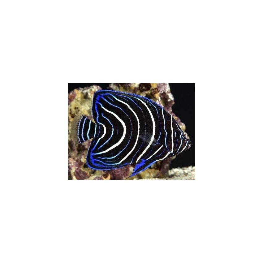 Pomacanthus semicirculatus