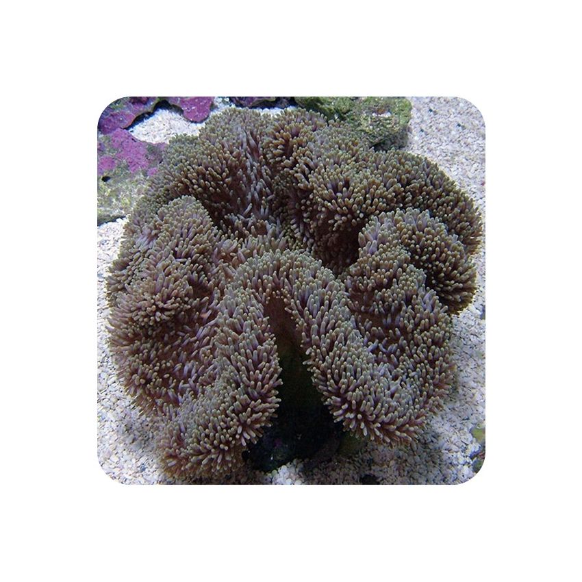 Anemona Carpet Color (Stichodactyla gigantea) 
