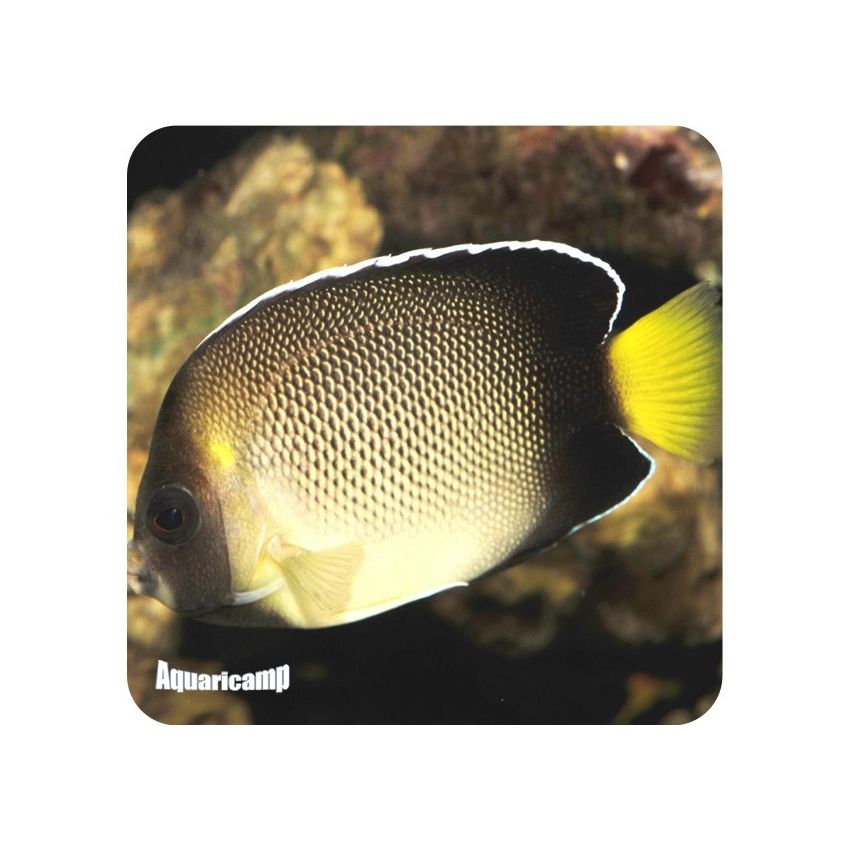 Angel Cream Yellow (Apolemichthys xanthurus)