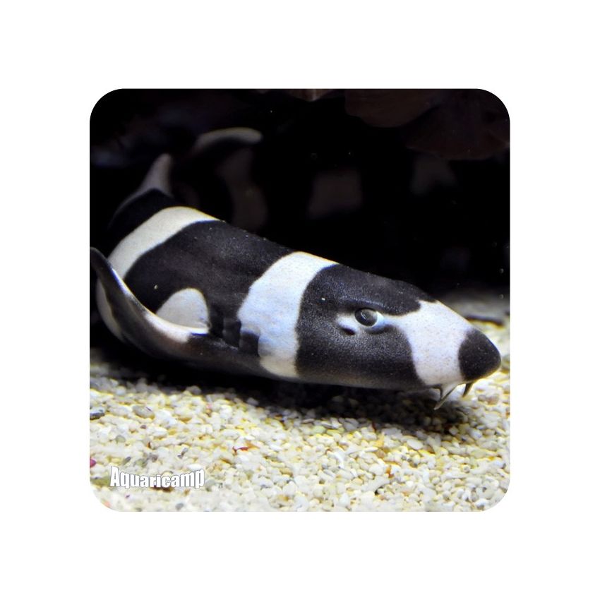 Shark Bamboo TUBARAO MD (Chiloscyllium plagiosum)