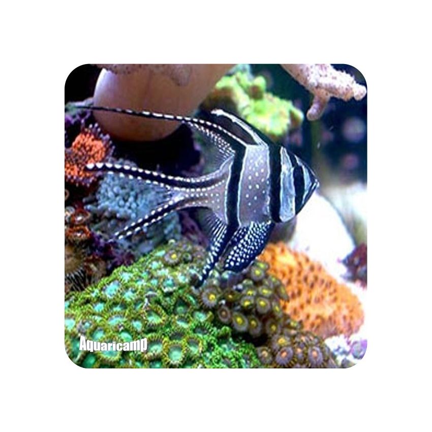 Bangaii Cardinal pq (Pterapogon kauderni)