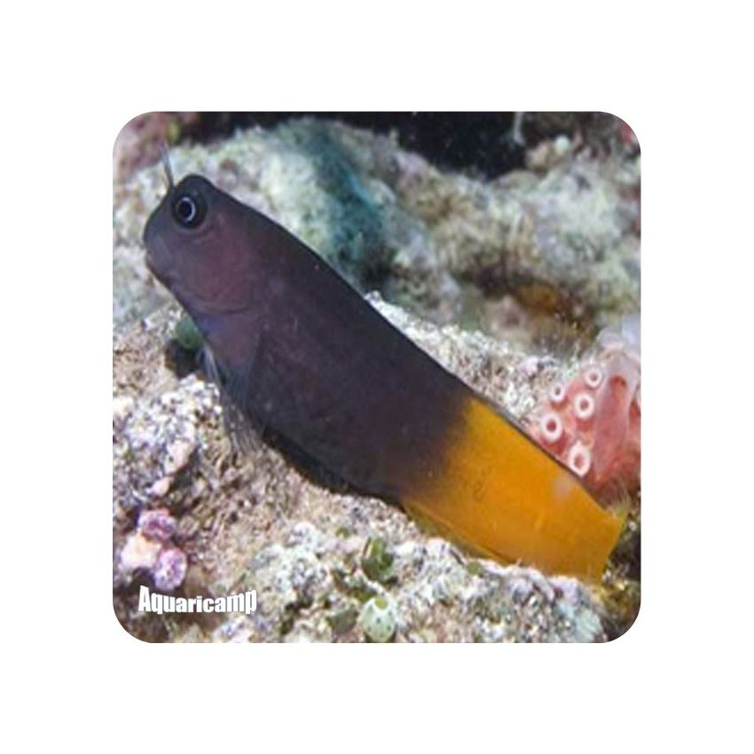 Blenio Bicolor (Ecsenius bicolor)